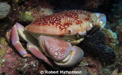 Reef Crab at "Just a Nice Dive", Klein Bonaire by Robert Michaelson 